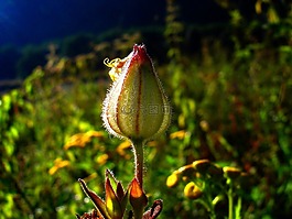 夏季,草地,野生花卉