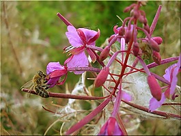蜜蜂,夏季,性質