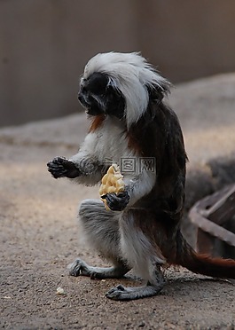 猴子,動(dòng)物,動(dòng)物園