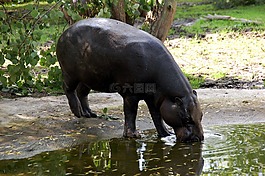 河馬,野生動(dòng)物,哺乳動(dòng)物