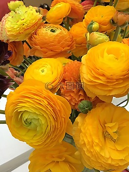 花,黃色,白