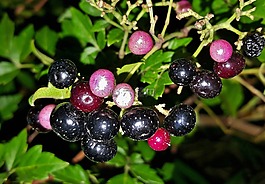 peppervine,植物,杂草