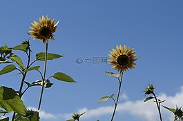 花,夏季,向日葵