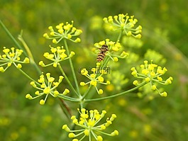 hoverfly,飞,昆虫