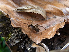 蜘蛛,wolfspinne,動物