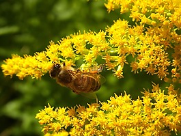 蜜蜂,昆蟲,動物