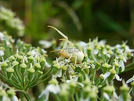 蜘蛛,dorsata,动物