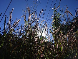 天空,麥田,字段
