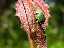 错误,常见的 stinkwanze,palomena prasina