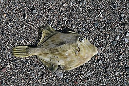 魚,海灘,海