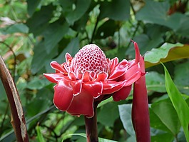 花,很奇怪,不尋常
