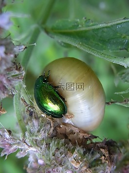 minzblattkaefer,chrysolina herbacea,甲虫