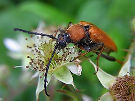 红色的头发环,pyrrhidium sanguineum,甲虫