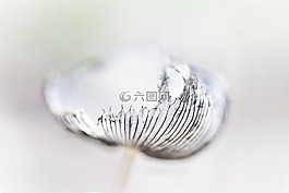 性質,放松,蘑菇