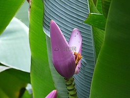 花,很奇怪,不尋常