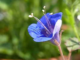 開(kāi)花,廠,性質(zhì)