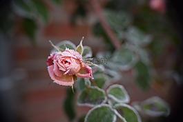 冬天,玫瑰,eisrose