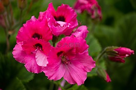 花,植物,罐子里