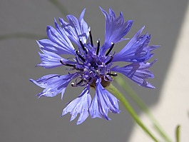 knapweed,矢车菊,开花