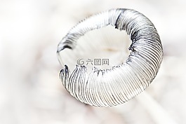 蘑菇,性質(zhì),林