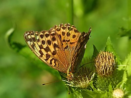 弗里蒂,argynnis 波纹巴非蛤,蝴蝶