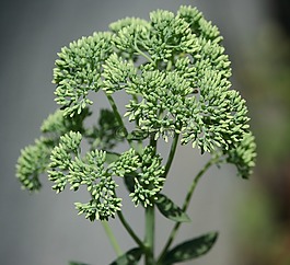 景天,花蕾,群集