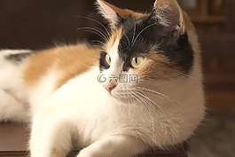 貓,寵物,年輕的貓