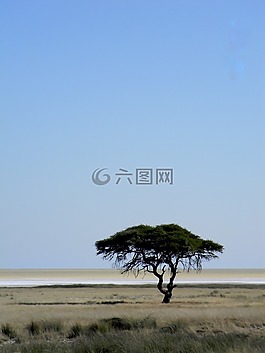 樹,非洲,納米比亞