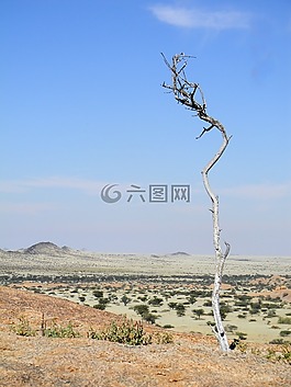 樹,非洲,納米比亞
