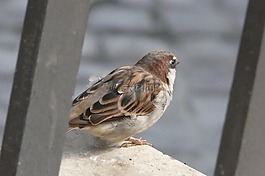 麻雀,鳥,斯珀林