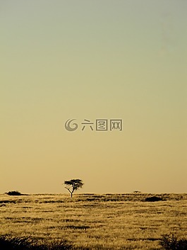 樹,非洲,納米比亞