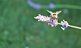 大黃蜂,蜂蜜,蜜蜂