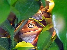 青蛙,兩棲動物,叢林