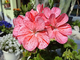 天竺葵,花,性質(zhì)