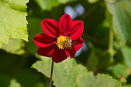 夏季,紅色,花蜜蜂