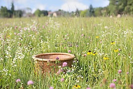 籃,野花,夏天