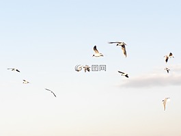 海鷗,飛行,春