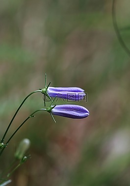 風(fēng)信子,野生花卉,花