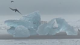 冰島,冰山,鳥