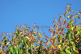 肉桂,葉,植物