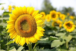 向日葵,鮮花,夏天