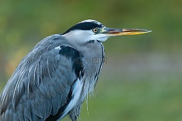 蒼鷺,鳥,動物