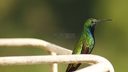 性質(zhì),鳥,colobri