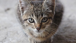 動物,貓,弗利納