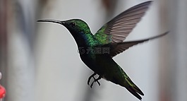 鳥(niǎo),colobri,tominejo