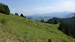 阿爾高,kappeler 山,草地