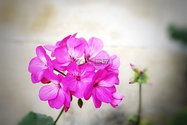 花,植物,大自然
