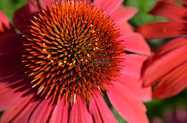 花,紅色,廠
