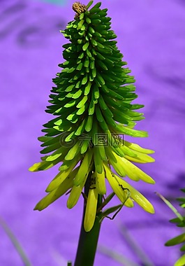 開花,紫,花