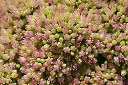 花,開(kāi)花,廠